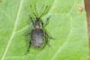 Peritelus sphaeroides